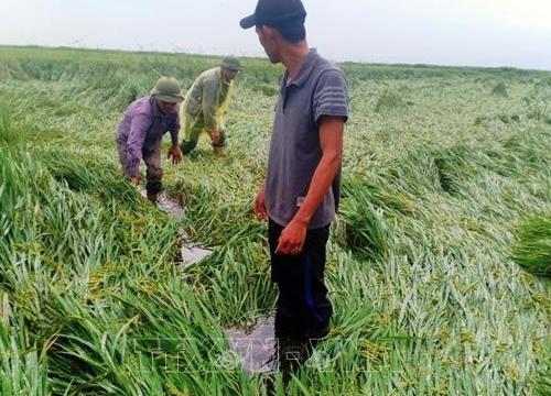 Mưa, gió lớn khiến hơn 2.700 ha lúa ở Quảng Bình bị ngập, ngã đổ