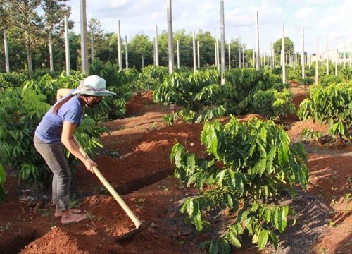 Tây Nguyên tăng diện tích cây trồng xen trong vườn cà phê