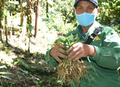 Về miền 'quốc bảo'