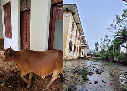 Trụ sở huyện bỏ hoang 'rộng rãi, nhốt bò sướng lắm'