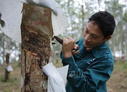 Lai Châu phát triển cây cao su bền vững