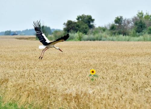 Liên hợp quốc tìm cách đưa hàng hóa Nga, Ukraine trở lại thị trường