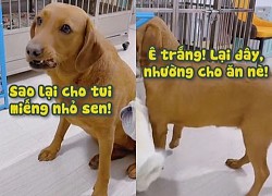 'Cậu vàng' dụ nhốt đồng bọn vào chuồng để lấy miếng to