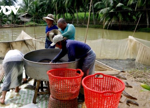 Giá thức ăn tăng cao, người nuôi cá lóc bị lỗ nặng