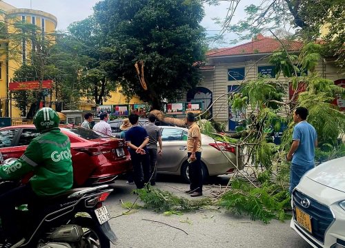 Hà Nội: Cây gãy đổ đè hai ô tô trên phố Lý Thường Kiệt