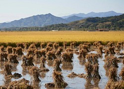 Triều Tiên được miễn trừ trừng phạt để cải thiện an ninh lương thực