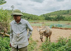 Cách chăn trâu bò kỳ lạ: Thả vào... rừng để thịt ngon, bà con đôi lần mất lòng nhau