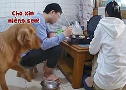 Chú chó cầm tô ngồi buồn vì sen không cho ăn