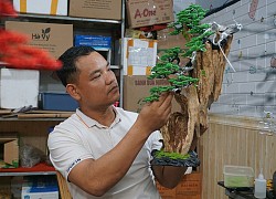 Kỹ sư bỏ việc nghìn đô, về làm bonsai "bất tử" bán cho đại gia: Doanh thu hơn 100 triệu đồng/ tháng