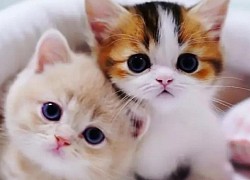 Toxoplasma - loại ký sinh trùng tấn công 30% dân số thế giới