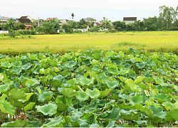 Rộn vui ngày mùa trên quê Bác