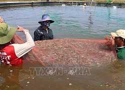 Kiên Giang phát triển nuôi tôm theo hướng sản xuất hàng hóa