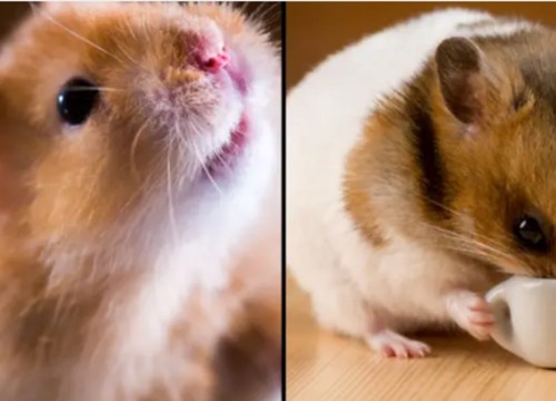 Nhà khoa học sốc khi 1 thí nghiệm vô tình khiến chuột hamster 'thay tính đổi nết'