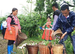 Quảng bá thương hiệu mận Mộc Châu đến du khách