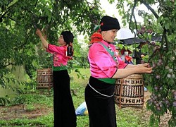 Trải nghiệm thú vị trong Ngày hội hái quả mận Sơn La