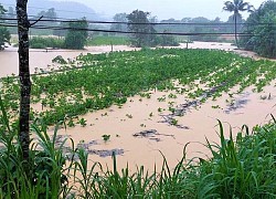 Mưa lớn, nhiều khu vực phía Nam tỉnh Lâm Đồng bị ngập cục bộ