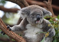 Australia phát hiện nơi trú ẩn mới của gấu koala