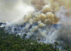 Brazil ghi nhận tháng 5 cháy rừng tồi tệ nhất trong 18 năm qua