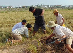 Xem dân nhậu miền Tây biến tấu, thịt chuột kinh dị cũng thành đặc sản vạn người mê