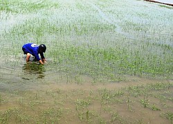 Trên 29.000 ha lúa, hoa màu bị ngập úng