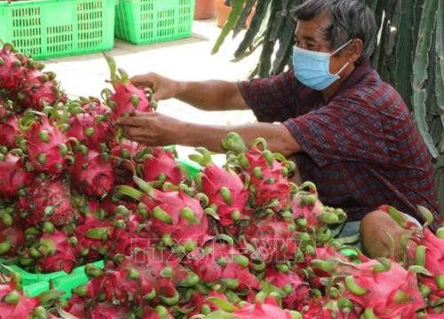 Thí điểm xuất khẩu nông sản qua cửa khẩu Lào Cai