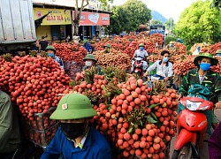 Xuất khẩu nông sản đạt gần 28 tỉ USD trong 6 tháng, Mỹ là thị trường lớn nhất