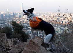 Chile: Chú chó nhặt rác trở thành "người hùng" của một công viên