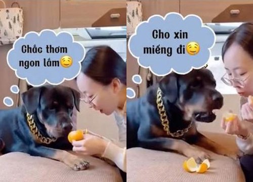 Chú chó năn nỉ sen cho miếng cam vì thèm quá chịu không nổi