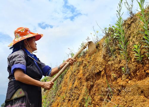 Chuyện chưa kể về người tạo ra đồi mâm xôi Mù Cang Chải