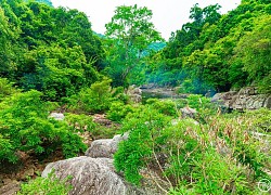 Nóng đỉnh điểm, rủ nhau 'trốn' về khu rừng mát lành tuyệt đẹp cách Hà Nội hơn 100km