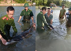 Giải cứu cá heo 80 kg mắc cạn ở Vân Đồn