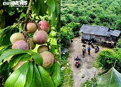 Ảnh: Mận Sơn La được mùa, thương lái nườm nượp đến thu mua