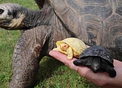 Cận cảnh rùa khổng lồ Galapagos bạch tạng quý hiếm mới chào đời