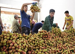 Gần 4 nghìn tấn vải thiều sớm Bắc Giang được xuất khẩu sang thị trường khó tính