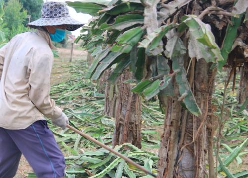 Ngành nông nghiệp với nỗi trăn trở hoá giải được 'lời nguyền'