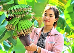 Phát triển chuối laba đặc sản xứ Lâm Đồng