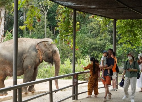 TP Hồ Chí Minh: Nhiều tour du lịch hè 'cháy' phòng, 'cháy' vé