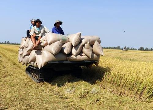 Giá lúa giảm ở một số địa phương Đồng bằng sông Cửu Long