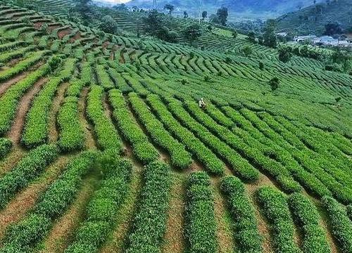 Lai Châu: Xúc tiến sản phẩm chè vào thị trường Trung Đông, Bắc Phi và Nam Á