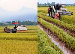 Ngắm đồng lúa "thẳng cánh cò bay" trong mùa gặt ở ngoại thành Hà Nội