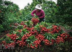 Sản phẩm OCOP quốc gia - Bài cuối: 'Sức bật' cho kinh tế nông thôn