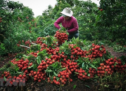 Sản phẩm OCOP quốc gia - Bài cuối: 'Sức bật' cho kinh tế nông thôn