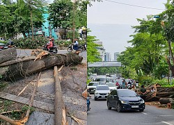 Cây đa trăm tuổi bị gãy nhánh: Sẽ rà soát "sức khỏe" của cây