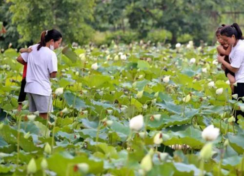 Đầm hoa sen trắng tinh khôi ở Hà Nội đua sắc cùng vẻ đẹp thiếu nữ