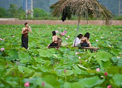 Đẹp mê mẩn đầm sen hồng lớn nhất Hà Nội đang vào mùa