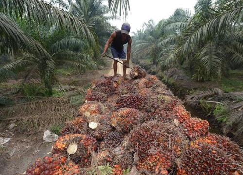 Indonesia khởi động kế hoạch tăng tốc xuất khẩu dầu cọ