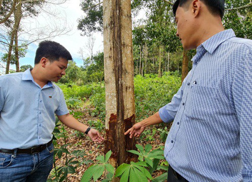 Kiểm điểm, xử lý vụ 'mất tích' 15 ha rừng trồng do Nhà nước đầu tư ở Bình Định