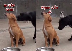 Cậu vàng ngồi trêu ngươi đồng bọn bị xích
