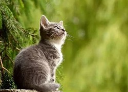 Cuối tuần, 3 con giáp muốn thành công phải nỗ lực hơn người