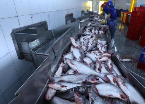 Giá cá tra tăng, người nuôi lãi hơn 5.000 đồng/kg